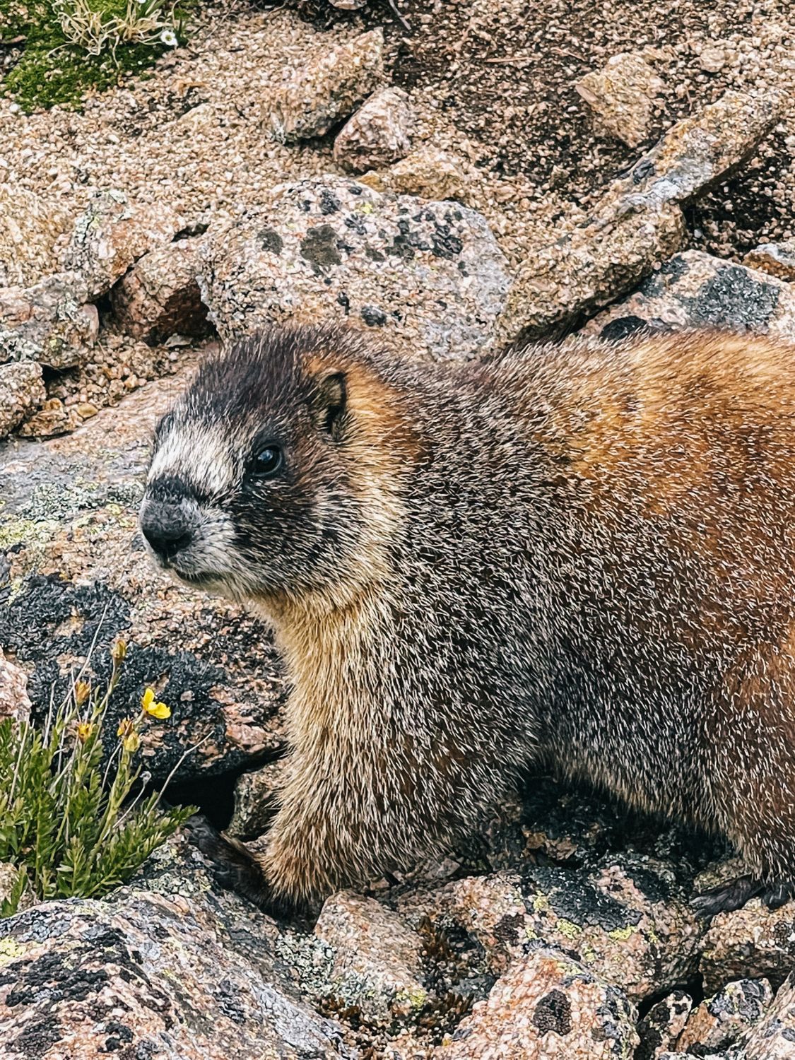 Marmot