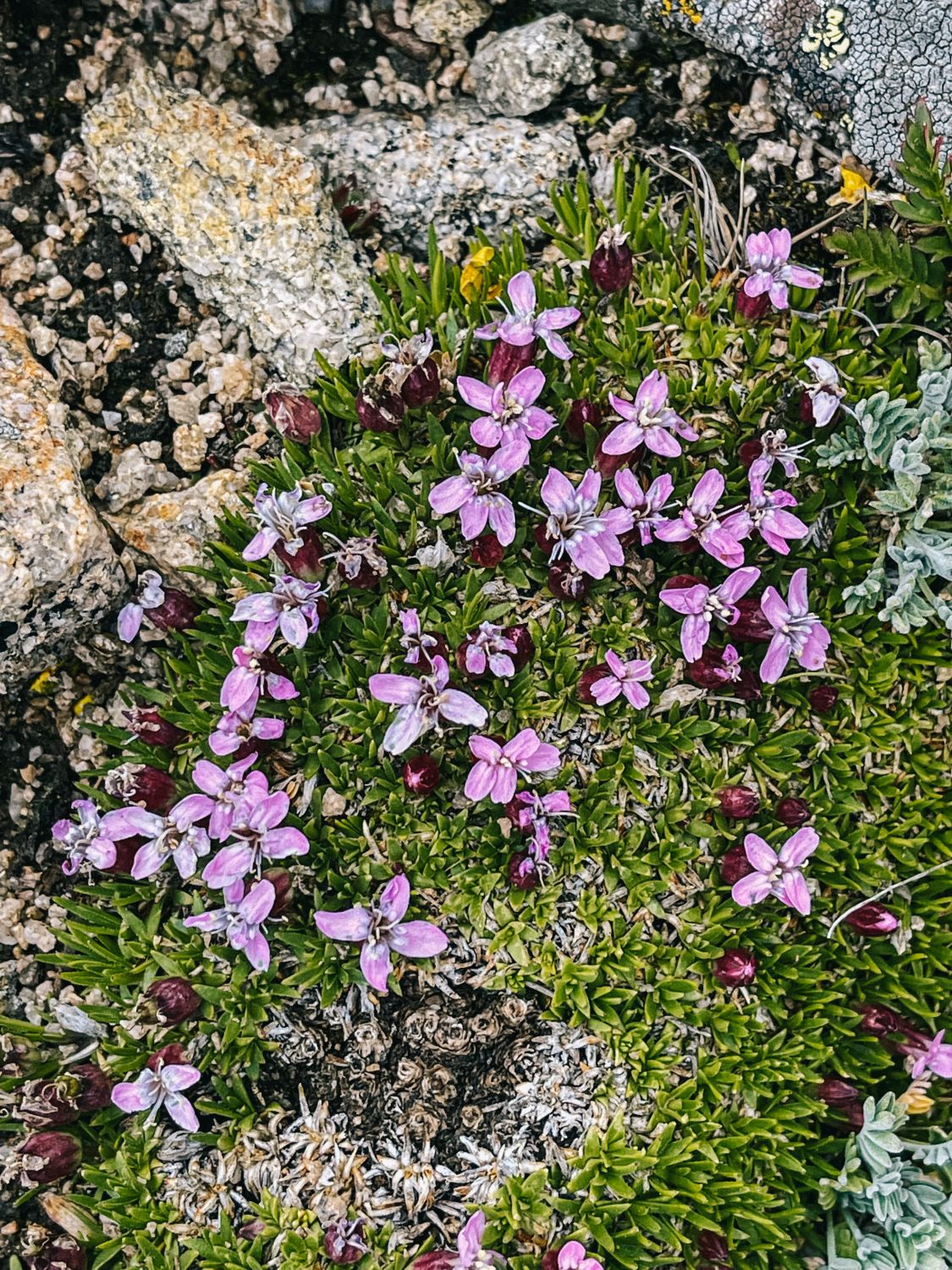 Alpine foliage