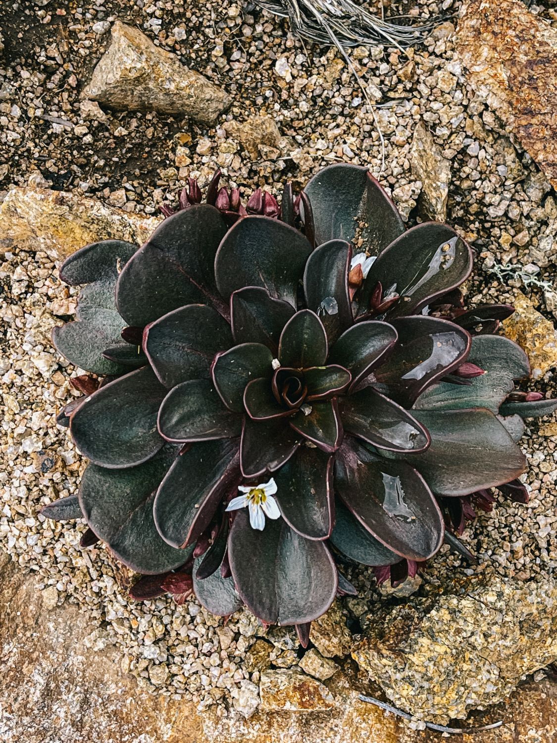 alpine foliage, alpine succulent