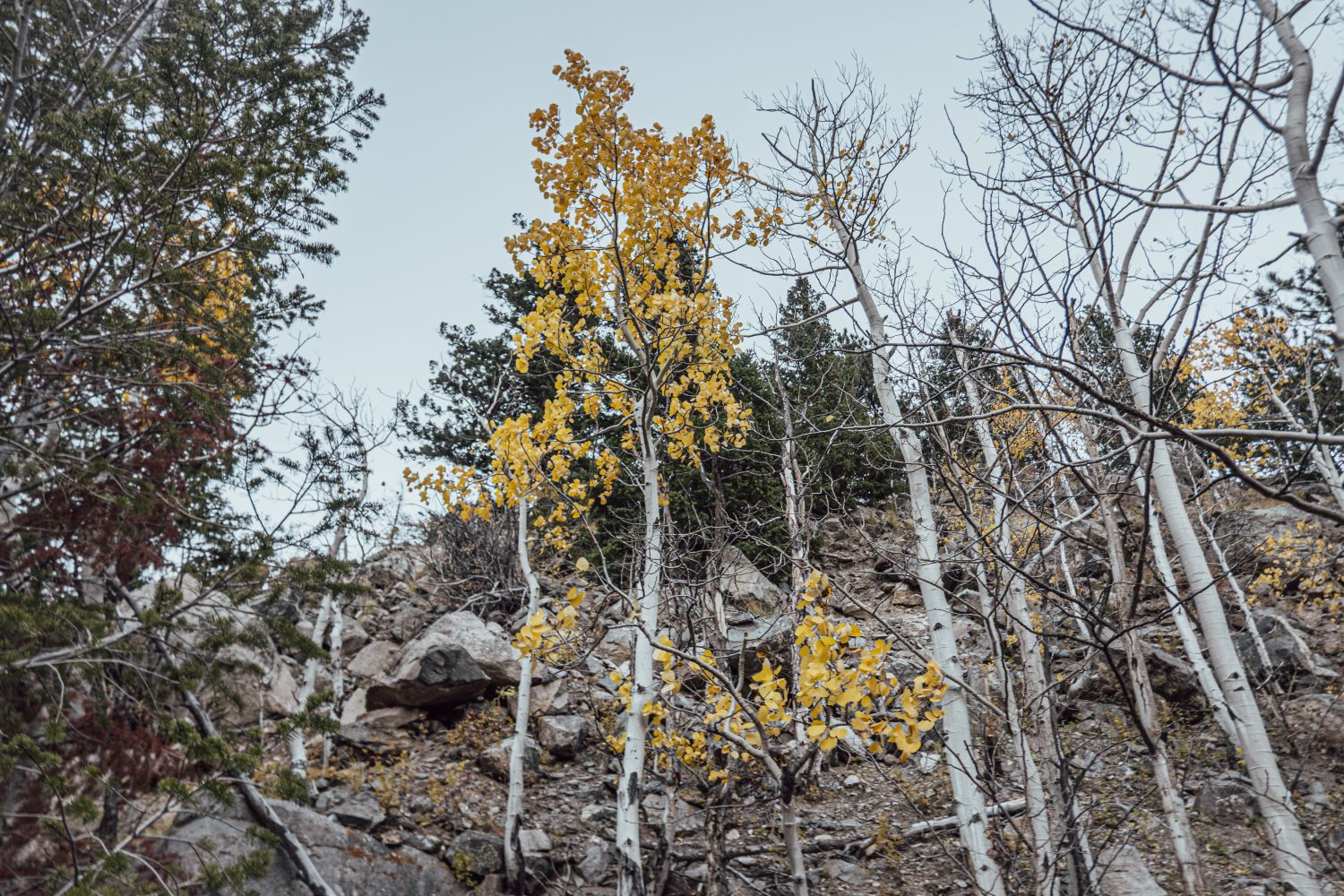 Jones Pass Trail, Continental Divide
