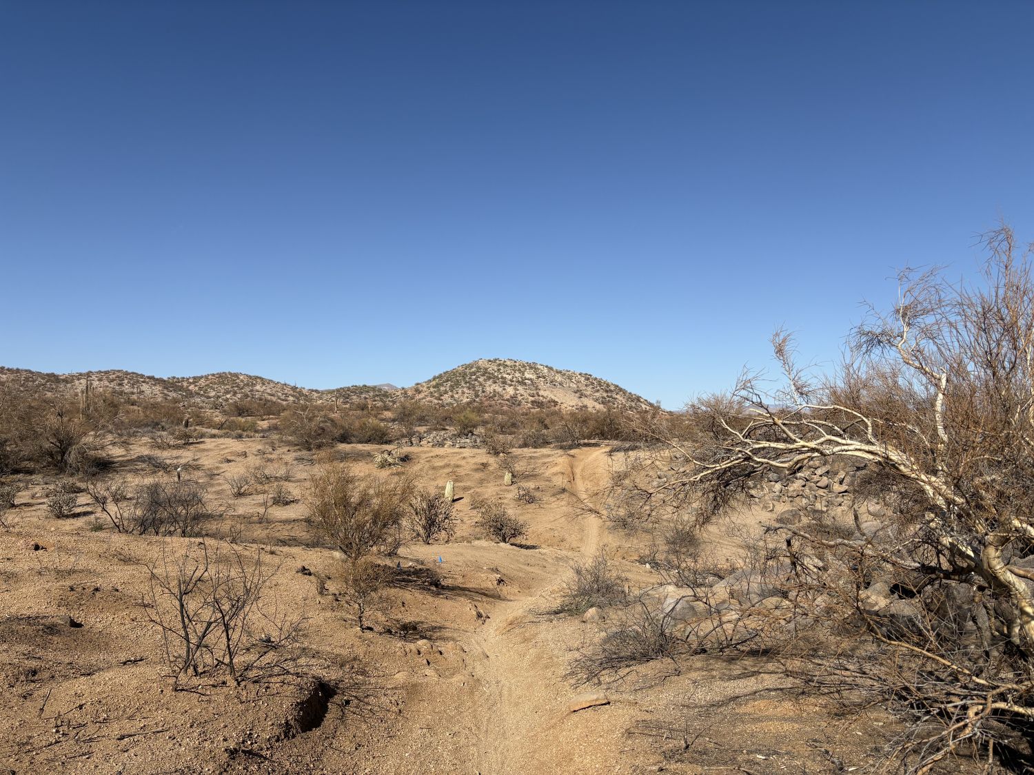 BWR Arizona – a sick day for a sick day 