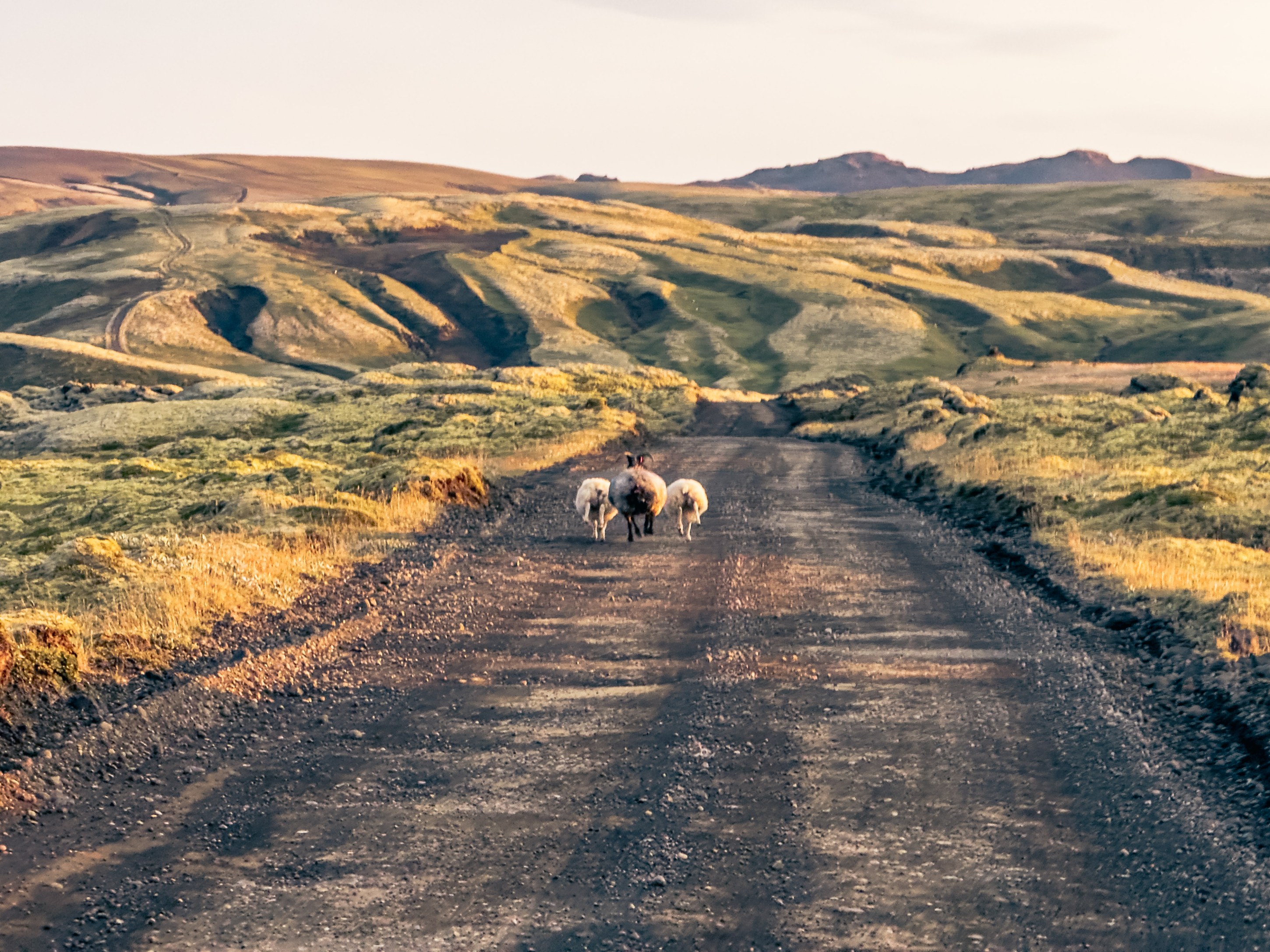 A dirt road winding through hilly terrain, with a person walking alongside two sheep in a picturesque natural landscape.