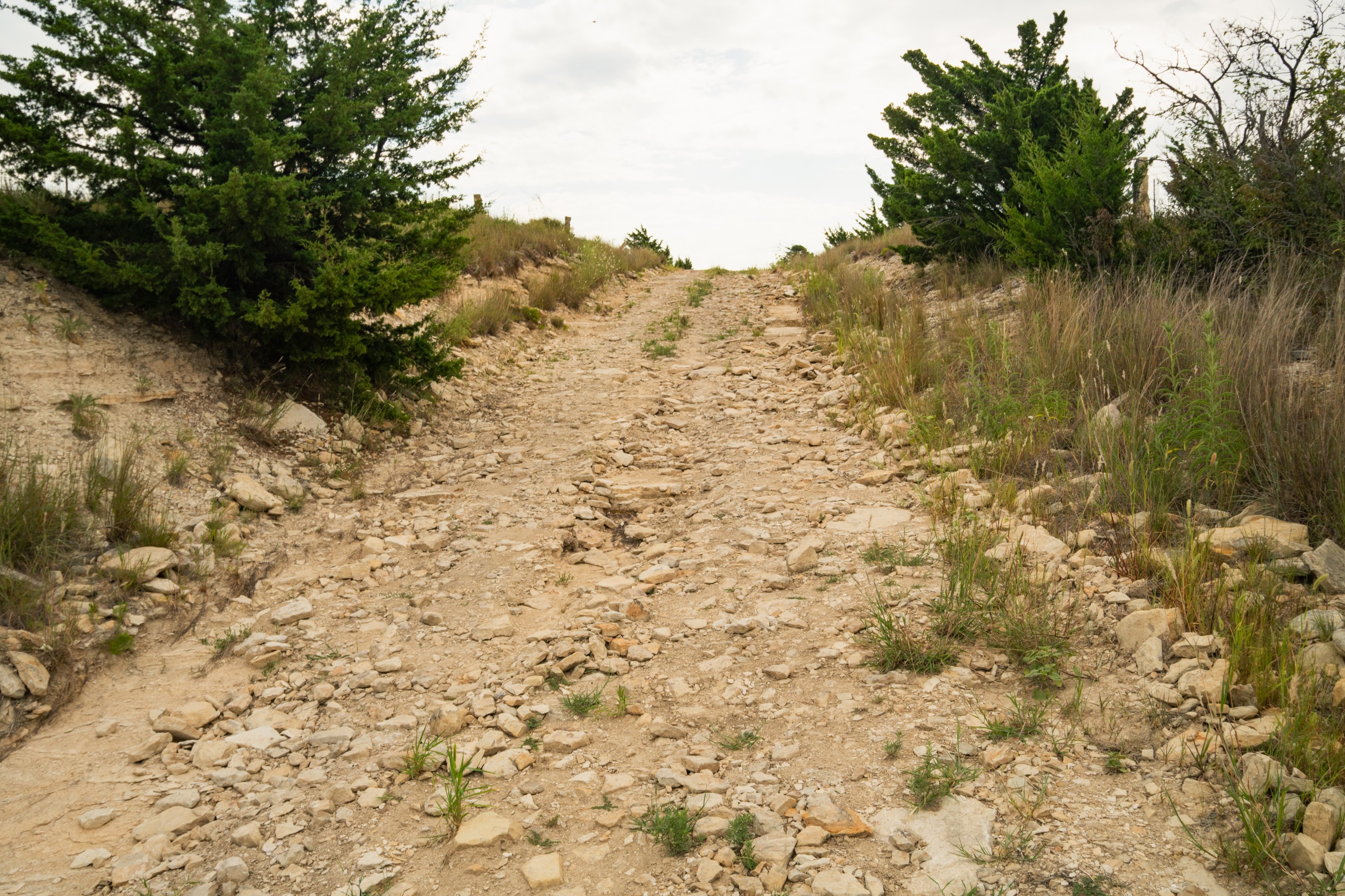 A rugged dirt pathway lined with sparse vegetation and rocks, flanked by evergreen trees under a cloudy sky.