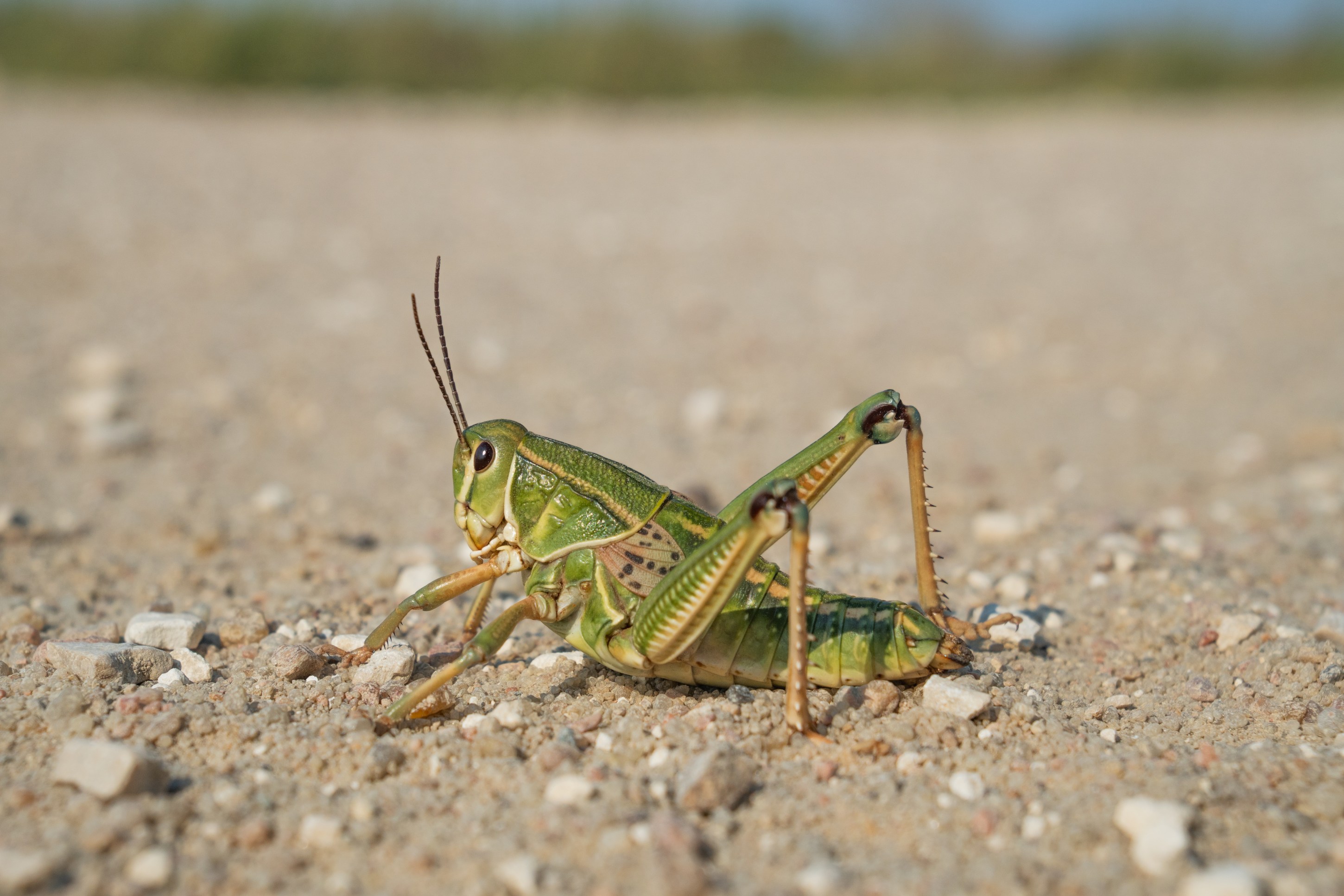 Plains Lubber Grasshopper (Brachystola magna)