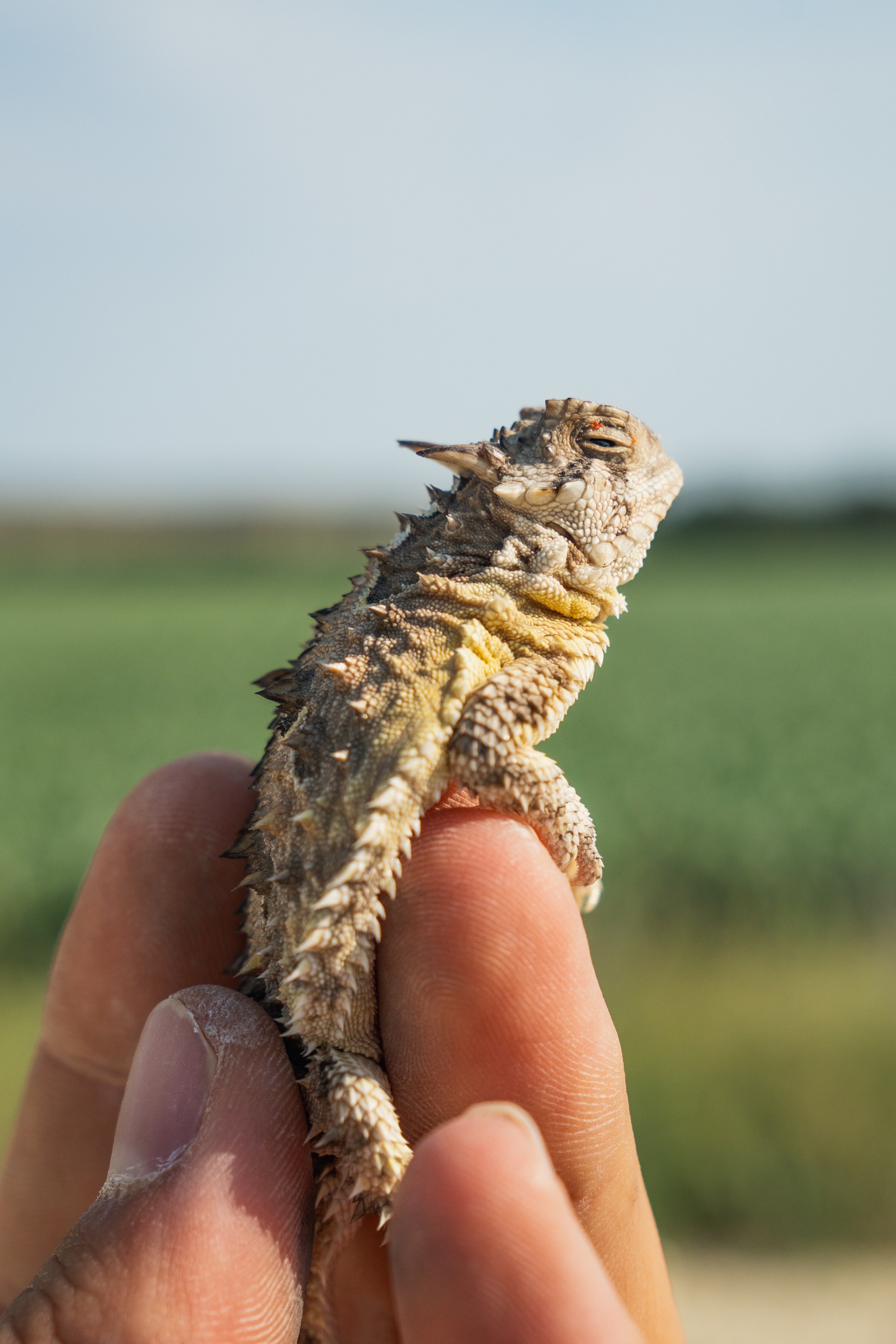 Texas Horned Lizard (Phrynosoma cornutum)
